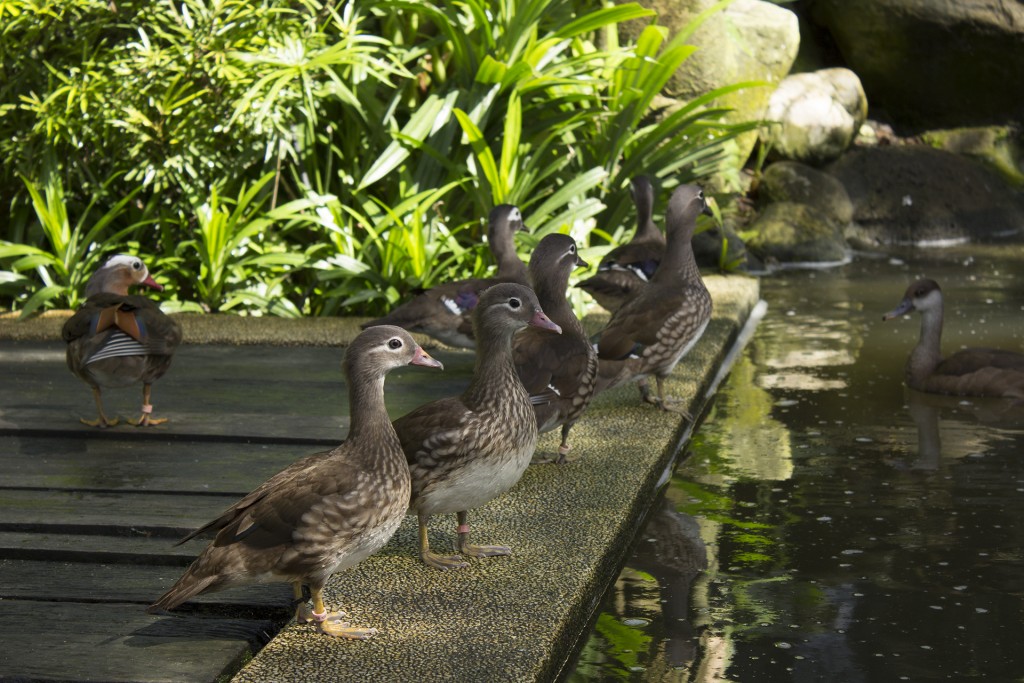 Duckies @ KL Bird Park