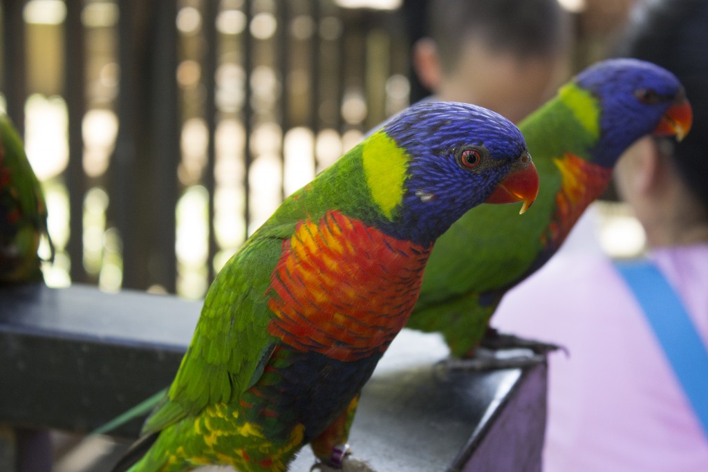 Parrot @ KL Bird Park