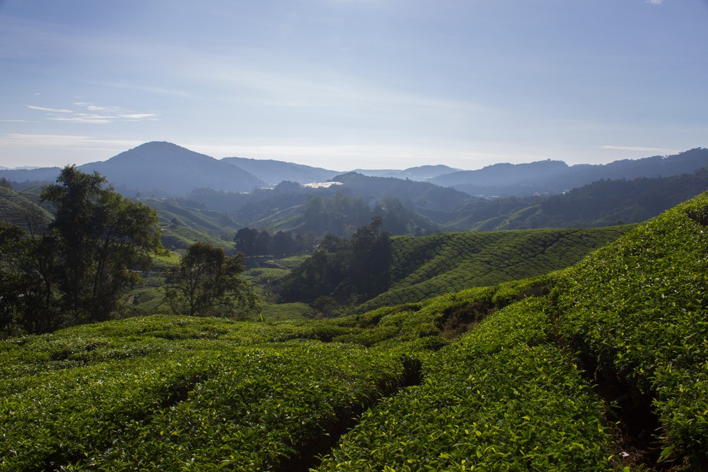 Tea plantage at Tanah Rata, Cameron Highlands