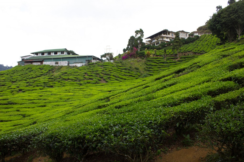 Bharat Tea Plantations at Cameron Highlands